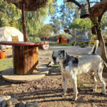 Centro Recreativo y Spa Pedregal Alicia - Mostazal 2 AF1QipMKHbcpHmcGeA0is3PVF9ygcM93i3YJL5YijrY7w408 h544 k no